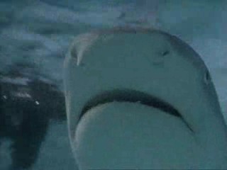 刀口下的掠食者－鯊魚