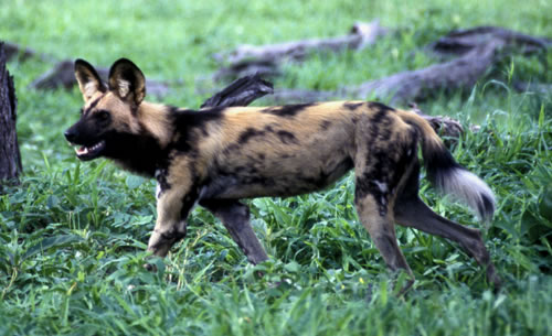 [非洲豺犬身上有著以黃、黑、白、棕等顏色形成獨特的花紋]