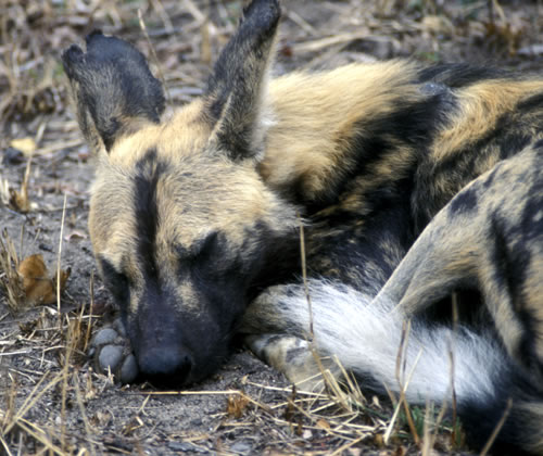 [最佳狩獵時機是清晨及黃昏，其他時間大都在休息]