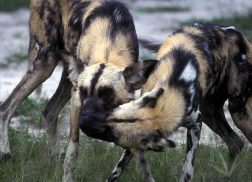 [非洲豺犬反芻食物給未能狩獵的成員]