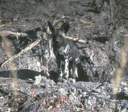 [守在巢穴前的非洲豺犬]