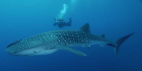 [體型最大的鯊魚-鯨鯊]
